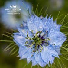 Nigella Love In The Mist Flowers Blue Flowers Blue Flowers Flowers Mists