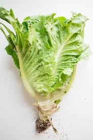 Rewet the paper towels if they dry out. How To Store Lettuce To Last For A Month Brooklyn Farm Girl