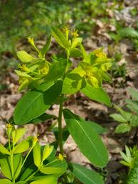 Image result for Erythrococca kirkii