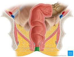 No annoying ads and a better search engine than pornhub! Anal Canal Anatomy Histology And Function Kenhub