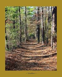 Hitchcock Woods Aiken Sc Equestrian Vacations South Carolina Homes Trip