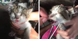 In der regel öffnen sich die augen aber erst, wenn die tiere mindestens zehn tage alt sind. Dieses Katzenbaby Wurde Gestohlen Und Mit Zusammengenahten Augen Und Ohren Aufgefunden