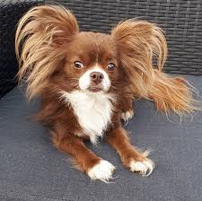 Everyone wants a name not only breed but also has meaning, temperament, and suit to the personality of their dog. 85 Unique Male And Female Dog Names Ending In Ie