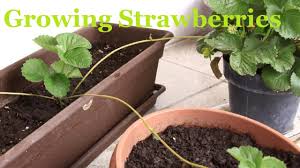 How to grow an apple tree from seed youtube. How To Grow Apple Trees From Seed Youtube