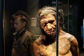 Are melanesians more admixed with denisovans? Long Strand Of Dna From Neanderthals Found In People From Melanesia New Scientist
