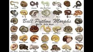 Ball Python Morph Chart Google Search Ball Python Ball