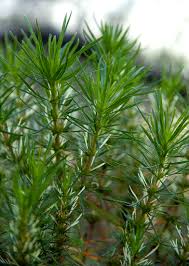Image result for Anthospermum vallicola