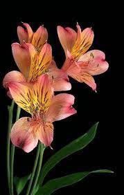 Alsrtoemeria Orchids Orchids Quotes Flower Pictures Botanical Flowers Flower Photos