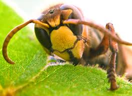 We did not find results for: Guepe Solitaire Definition Cycle De Vie Accueil Au Jardin Ooreka