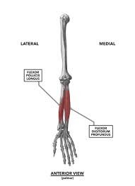For example, the biceps brachia of the arm pulls on the radius of the forearm, causing flexion at the elbow joint in a third class lever system. Crossfit Wrist Musculature Part 1 Anterior Muscles