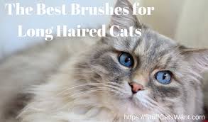 Best cat brush for sensitive skin. The 11 Best Brushes For Long Haired Cats 2021 No More Mats