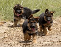 Finding the best german shepherd breeders is a different task to how to choose a dog. German Shepherd Breeders Nigeria