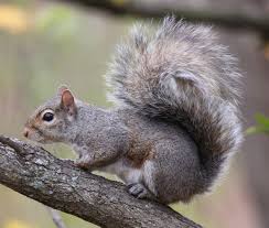 A lot of people wonder if squirrels sleep during the winter months. Tree Squirrels Wildlife Illinois
