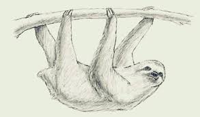 Between the trunk and the tree, we have a curve and a series of curves overlapping the same. How To Draw A Sloth Step By Step