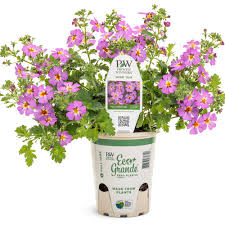 Image result for Jamesbrittenia