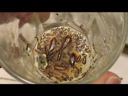 We did not find results for: How To Get Rid Of Roaches Cockroaches Fast Safe And No Chemicals Odder Youtube