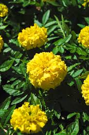 Image result for Tagetes erecta