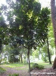 Image result for Clausena lansium