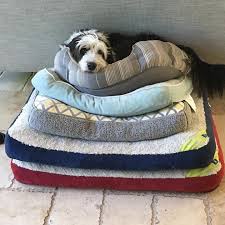 The Princess And The Pea Ft Grace Princess Fairytale Love Girl Happy Heart Rockymtnbernedoodles Be Bernedoodle Mini Bernedoodle Bernadoodle