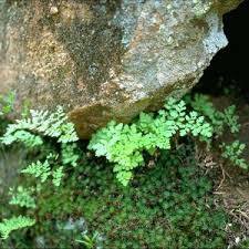 Image result for Sinopteridaceae