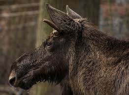 Image result for moose close up