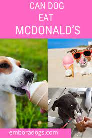 Can Dogs Eat Mcdonald S Ice Cream Can Dogs Eat Mcdonalds Ice Cream Dog Nutrition
