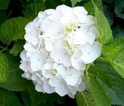 The Best White Hydrangea Varieties Better Homes Gardens