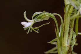 Image result for Habenaria macrostele