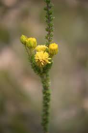 Image result for Pteronia acuminata