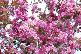 Check spelling or type a new query. Thunderchild Crabapple Kiwi Nurseries Ltd
