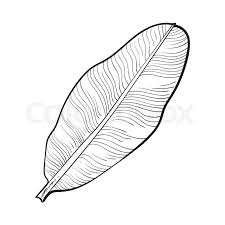 Follow along with us and draw your own funny banana. Full Fresh Leaf Of Banana Palm Tree Stock Vector Colourbox