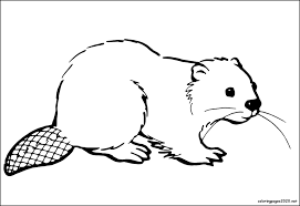 736 x 568 file type: Cute Beavers Coloring Pages Drawing Printable 1 Coloring Pages Beaver Drawing Wolf Artwork