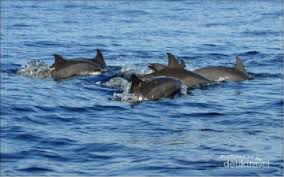 Maybe you would like to learn more about one of these? Pesona Kiluan Di Lampung Yang Penuh Lumba Lumba
