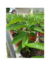 Some jackfruits grow up to 75 pounds. Custard Apple Live Exotic Fruit Tree Ba104 Buy Online In Burkina Faso At Burkinafaso Desertcart Com Productid 214264989