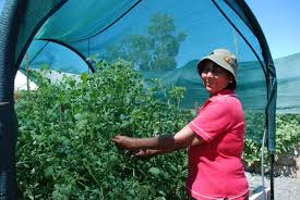 We are working together with our partners on restoring this information as soon as possible. Walgett Community Market Garden Providing Health Benefits For The Whole Community Indigenous Gov Au