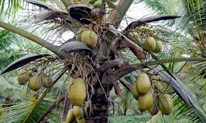 Leaves for creating a thatched roof, the actual coconut for food and oil, the trunk for fires and warmth, and the fibers for creating nets for fishing. Saving The Pacific S Coconuts