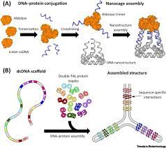 The inset shows the corresponding pentose. Functional Applications Of Nucleic Acid Protein Hybrid Nanostructures Trends In Biotechnology