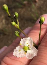 Image result for Caldesia parnassifolia