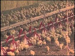 The poultry house is space saving, cheap, and easy to make.to purchase high quality fertilised laye. Building A Better Chicken House Youtube