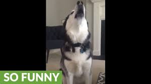 Husky Howls Every Time Toy Makes Squeaky Sound Youtube