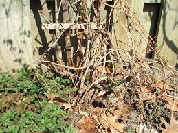 Maybe you would like to learn more about one of these? Cleaning Up After Clematis Wilt Pruningdiaries
