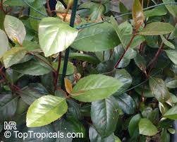 Image result for Catha edulis