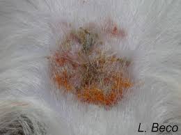 Image result for Trombicula autumnalis bites