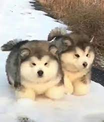  Little Floofball Cuddlepuffs Cute Fluffy Dogs Big Fluffy Dogs Fluffy Dogs