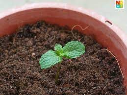 Countless people have messaged me, both sorry to disappoint you, but no gadget is required for this one! How To Grow Mint Step By Step Photos