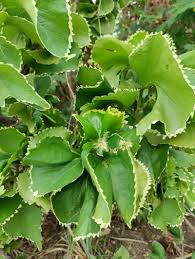 Image result for Acalypha fruticosa