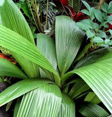 Image result for Curculigo