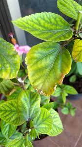 What is your hibiscus plant is telling you? Hibiscus Problems Gardening Landscaping Stack Exchange