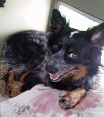 Feel free to browse hundreds of active classified puppy for sale listings, from dog breeders in pa and the surrounding areas. Texas Heeler Dog Breed Information And Pictures