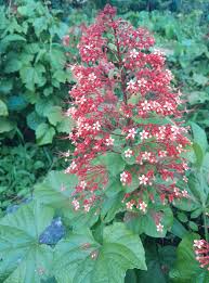 Image result for Clerodendrum poggei